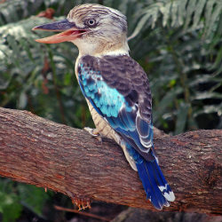 Kookaburra